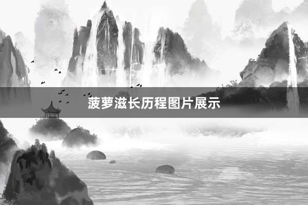 菠萝滋长历程图片展示